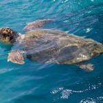Turkey has one of the Loggerhead Turtle's best known breeding grounds