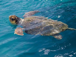 A turtle (in case you didn't know)!