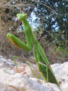 Sipanska Luka: The natives are friendly